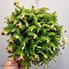 Epidendrum porpax ( Япония)